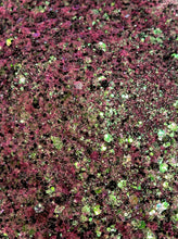 Load image into Gallery viewer, Brewster (GBC)